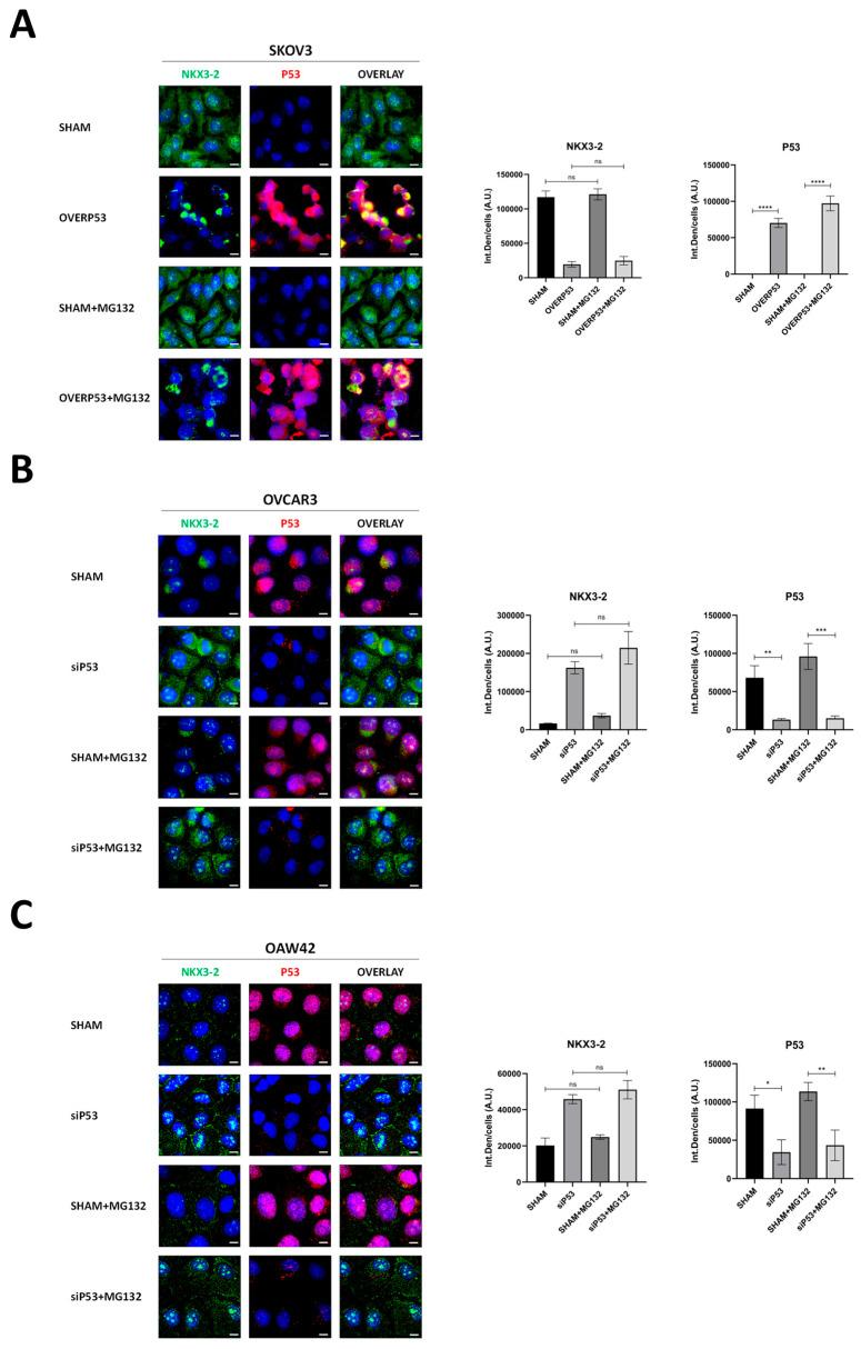 https://cdn.ncbi.nlm.nih.gov/pmc/blobs/a749/12153924/d8401be47c3c/cells-14-00765-g004.jpg