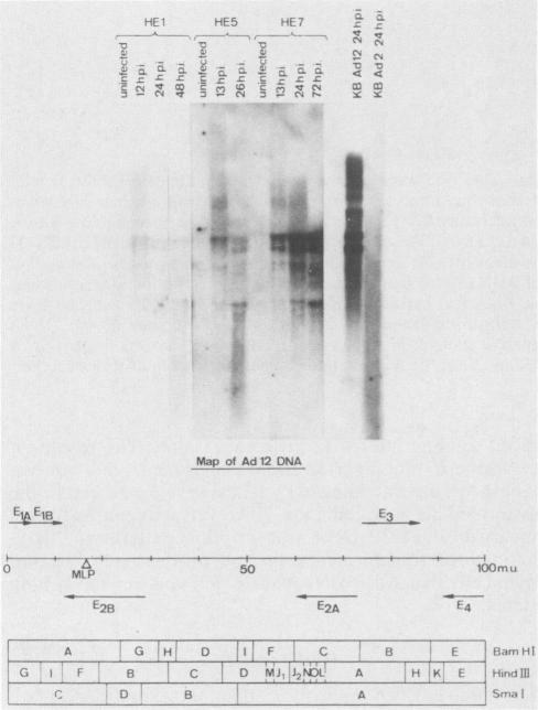 https://cdn.ncbi.nlm.nih.gov/pmc/blobs/a749/254955/ab91b2489ea0/jvirol00119-0226-a.jpg