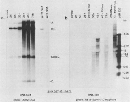 https://cdn.ncbi.nlm.nih.gov/pmc/blobs/a749/254955/c9e4d58b7076/jvirol00119-0225-a.jpg