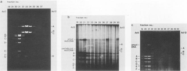 https://cdn.ncbi.nlm.nih.gov/pmc/blobs/a749/254955/ed662fc8450f/jvirol00119-0224-a.jpg