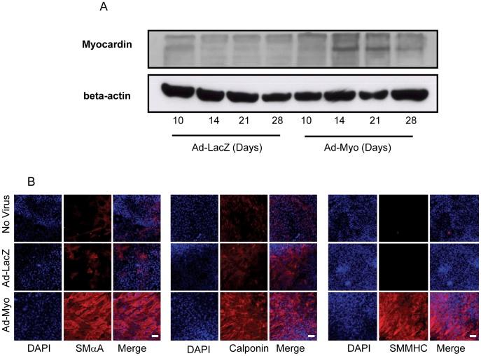 https://cdn.ncbi.nlm.nih.gov/pmc/blobs/a749/3429416/2b560714d1b8/pone.0044052.g002.jpg