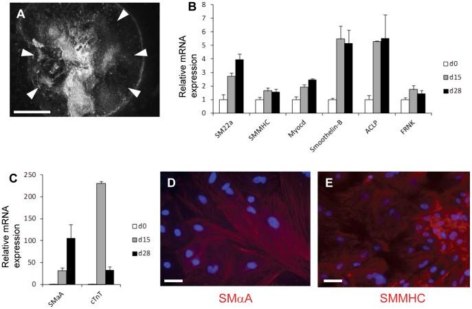 https://cdn.ncbi.nlm.nih.gov/pmc/blobs/a749/3429416/3d144347889d/pone.0044052.g001.jpg