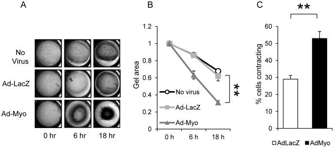https://cdn.ncbi.nlm.nih.gov/pmc/blobs/a749/3429416/5555381855df/pone.0044052.g006.jpg