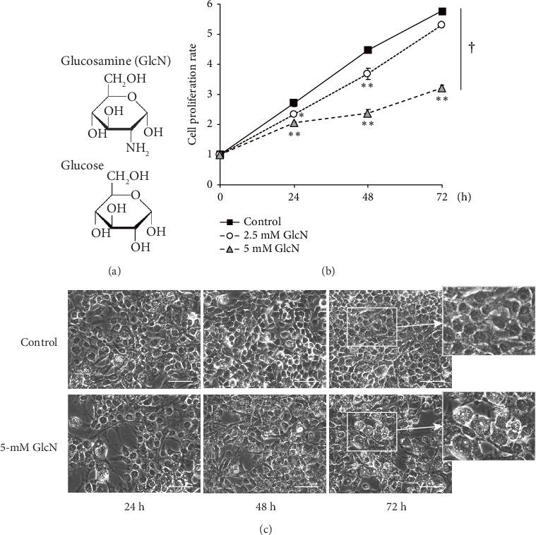 https://cdn.ncbi.nlm.nih.gov/pmc/blobs/a753/11735062/eff7aab6549a/SCIENTIFICA2025-5685884.001.jpg