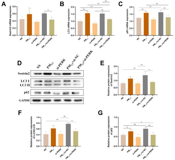 https://cdn.ncbi.nlm.nih.gov/pmc/blobs/a755/12027522/2a9f8f43fa9a/ijms-26-03784-g006.jpg