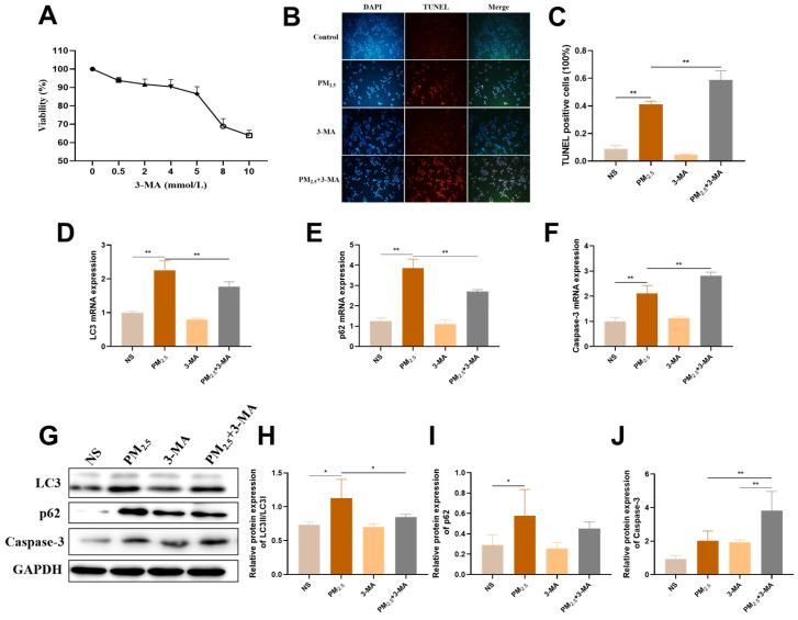 https://cdn.ncbi.nlm.nih.gov/pmc/blobs/a755/12027522/38d51ba2182c/ijms-26-03784-g007.jpg