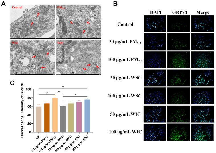 https://cdn.ncbi.nlm.nih.gov/pmc/blobs/a755/12027522/4501dd86d920/ijms-26-03784-g002.jpg