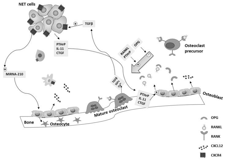 https://cdn.ncbi.nlm.nih.gov/pmc/blobs/a755/6770134/6687d5110753/cancers-11-01332-g001.jpg