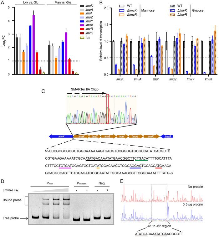 https://cdn.ncbi.nlm.nih.gov/pmc/blobs/a759/10128022/3066eccd1c42/mbio.03152-22-f004.jpg