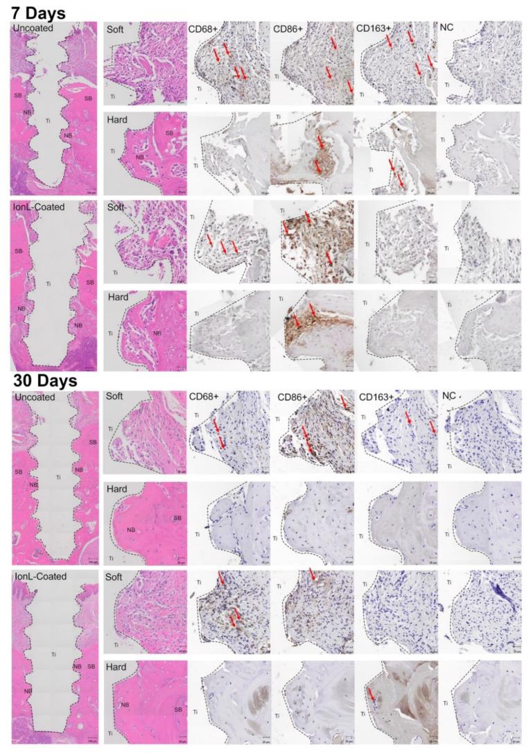 https://cdn.ncbi.nlm.nih.gov/pmc/blobs/a760/9026960/01930fa3d4c9/genes-13-00642-g003.jpg