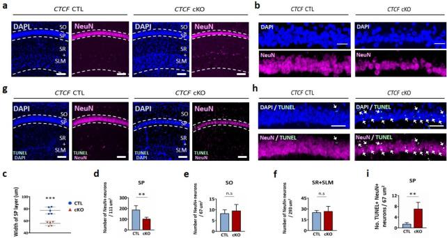 https://cdn.ncbi.nlm.nih.gov/pmc/blobs/a76a/8249879/1d557f566825/bmb-54-6-317-f1.jpg