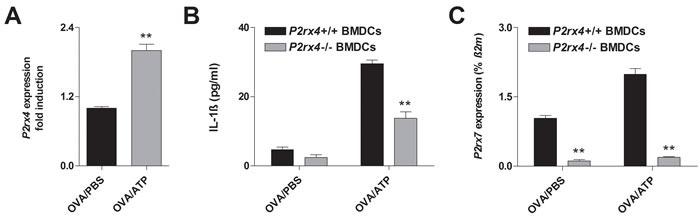 https://cdn.ncbi.nlm.nih.gov/pmc/blobs/a76d/5348320/08e4e4a00caf/oncotarget-07-80288-g005.jpg