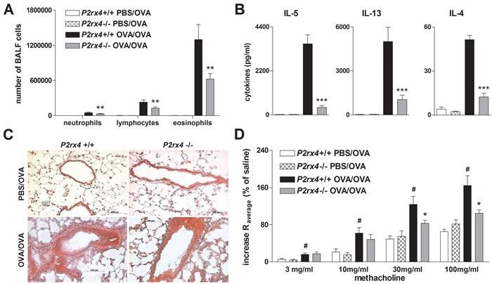 https://cdn.ncbi.nlm.nih.gov/pmc/blobs/a76d/5348320/268bfdb8e87b/oncotarget-07-80288-g003.jpg