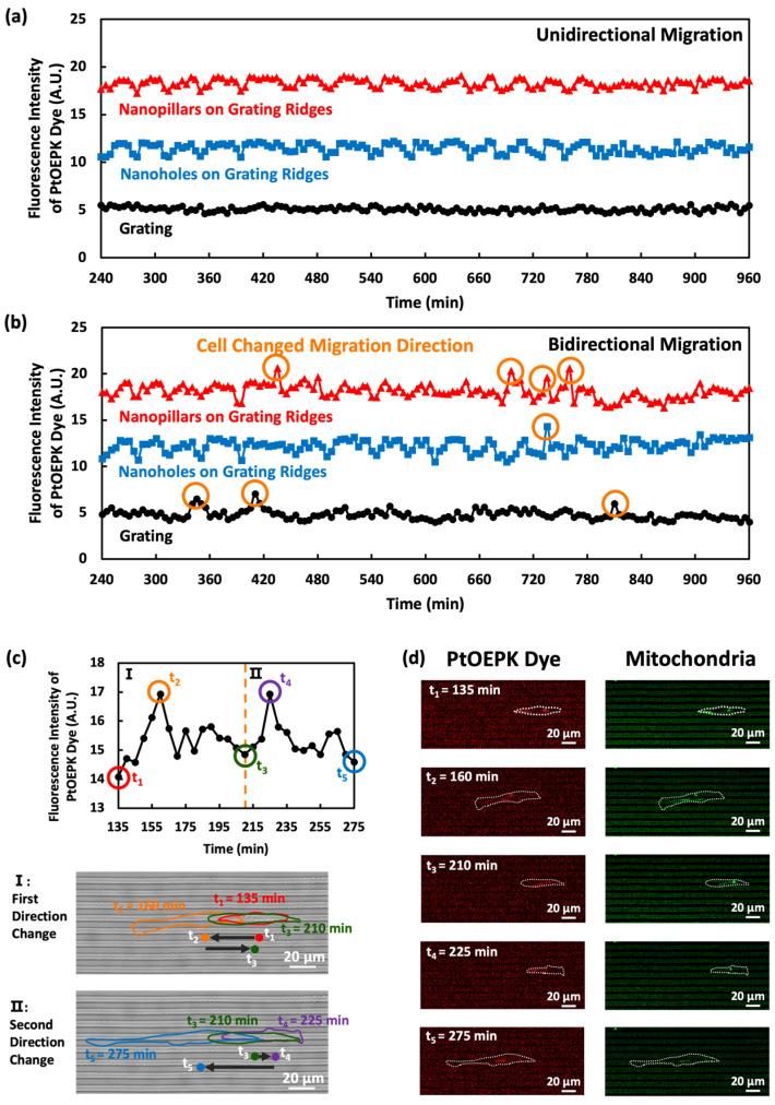 https://cdn.ncbi.nlm.nih.gov/pmc/blobs/a772/11352363/feb7c710122b/biosensors-14-00389-g007.jpg