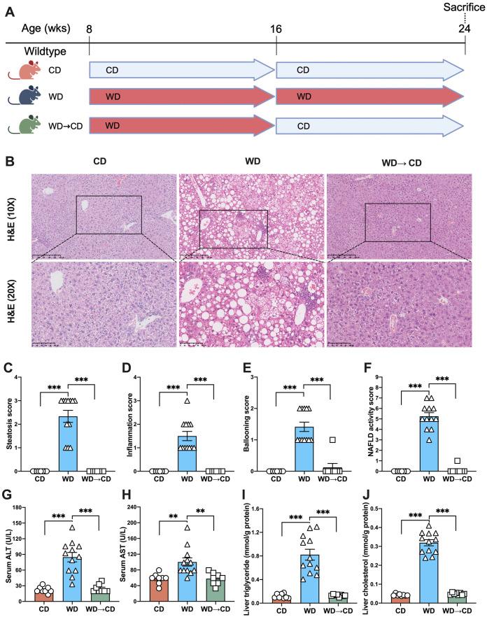 https://cdn.ncbi.nlm.nih.gov/pmc/blobs/a774/11393837/875b4d8abd7e/JCTH-12-765-g001.jpg