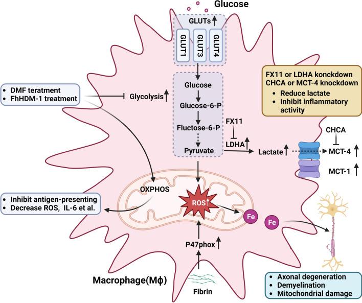 https://cdn.ncbi.nlm.nih.gov/pmc/blobs/a778/10799425/33f1d9c6699a/12974_2024_3016_Fig4_HTML.jpg