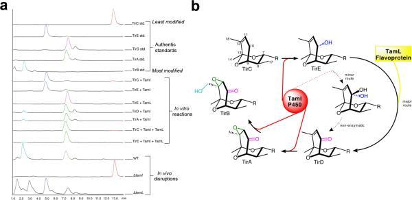 https://cdn.ncbi.nlm.nih.gov/pmc/blobs/a778/3154026/1e053f3e1b31/nihms-301494-f0003.jpg