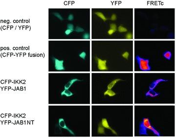 https://cdn.ncbi.nlm.nih.gov/pmc/blobs/a779/3829021/46a97c1d0fa8/jcmm0014-1555-f2.jpg