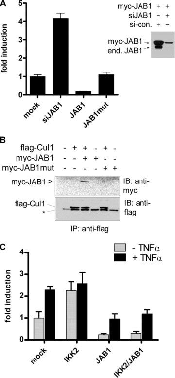 https://cdn.ncbi.nlm.nih.gov/pmc/blobs/a779/3829021/484fefefb955/jcmm0014-1555-f4.jpg
