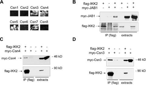 https://cdn.ncbi.nlm.nih.gov/pmc/blobs/a779/3829021/e318ed80c14d/jcmm0014-1555-f1.jpg