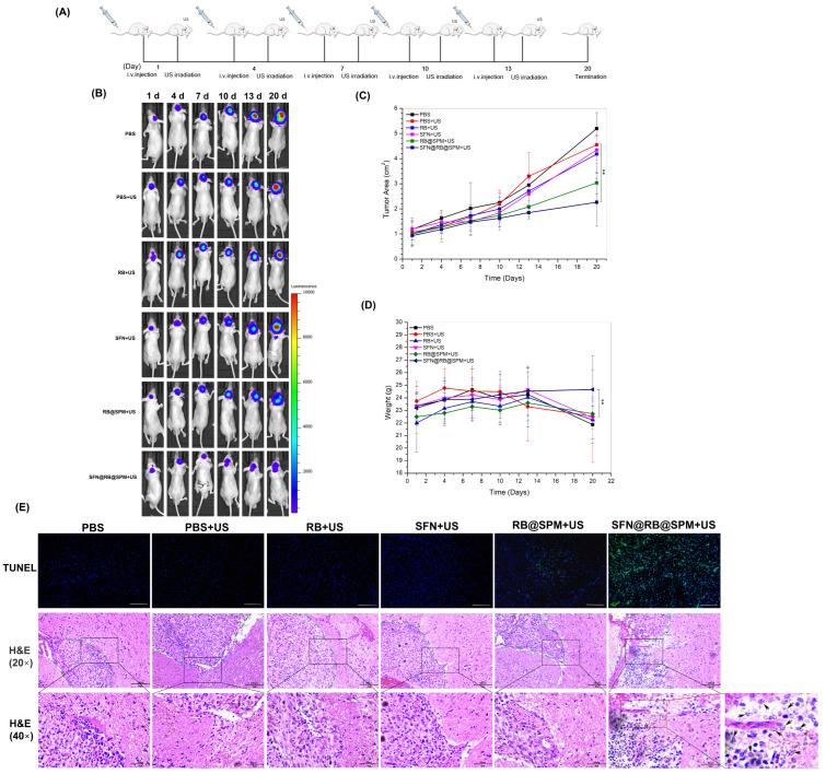 https://cdn.ncbi.nlm.nih.gov/pmc/blobs/a77a/11769538/2046b35d91be/pharmaceutics-17-00034-g005.jpg