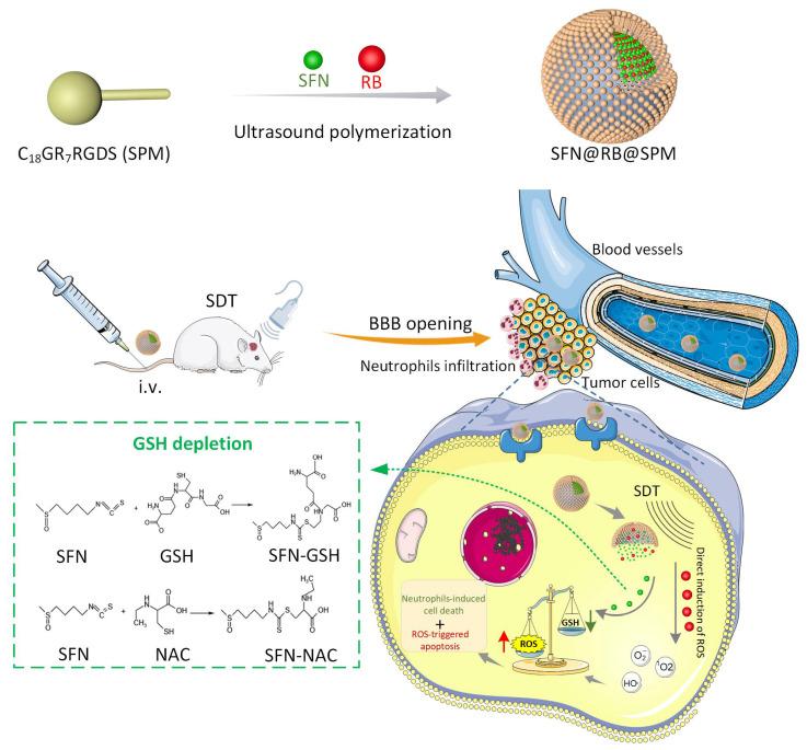 https://cdn.ncbi.nlm.nih.gov/pmc/blobs/a77a/11769538/56f5ff88e72e/pharmaceutics-17-00034-g006.jpg