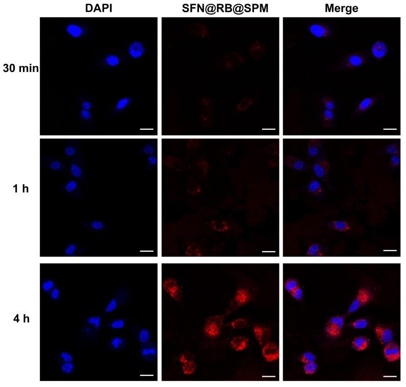 https://cdn.ncbi.nlm.nih.gov/pmc/blobs/a77a/11769538/6fc344cf9514/pharmaceutics-17-00034-g002.jpg