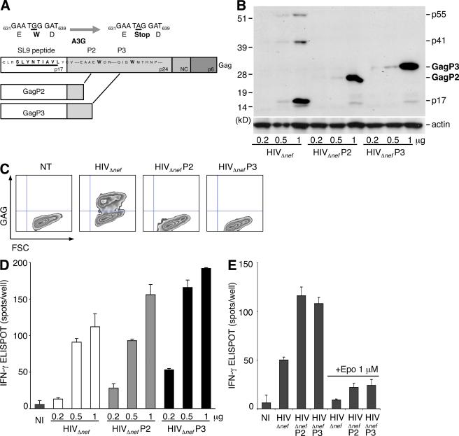 https://cdn.ncbi.nlm.nih.gov/pmc/blobs/a77a/2812543/22e71ee965b7/JEM_20091933_RGB_Fig5.jpg