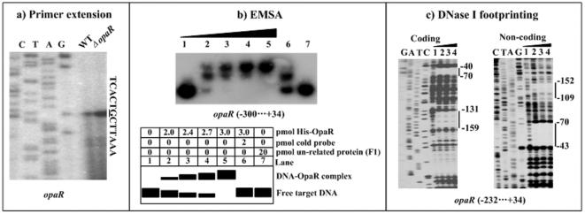 https://cdn.ncbi.nlm.nih.gov/pmc/blobs/a77b/3323551/9c05c41465f4/pone.0034622.g005.jpg