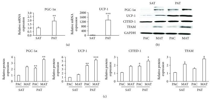 https://cdn.ncbi.nlm.nih.gov/pmc/blobs/a780/5676446/5779b9299dd0/IJE2017-2945012.003.jpg