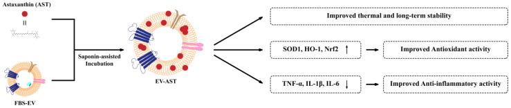 https://cdn.ncbi.nlm.nih.gov/pmc/blobs/a781/9952194/f47f720bec66/antioxidants-12-00473-sch001.jpg