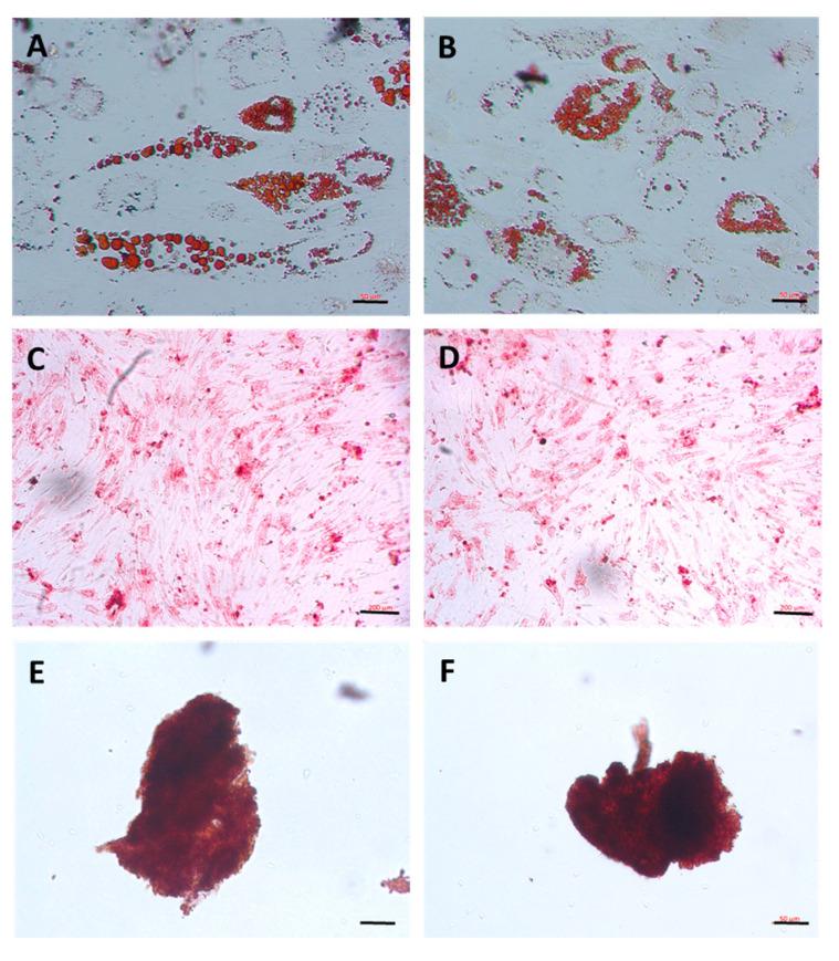 https://cdn.ncbi.nlm.nih.gov/pmc/blobs/a782/12155265/f6eb0c8e224c/cells-14-00830-g002.jpg