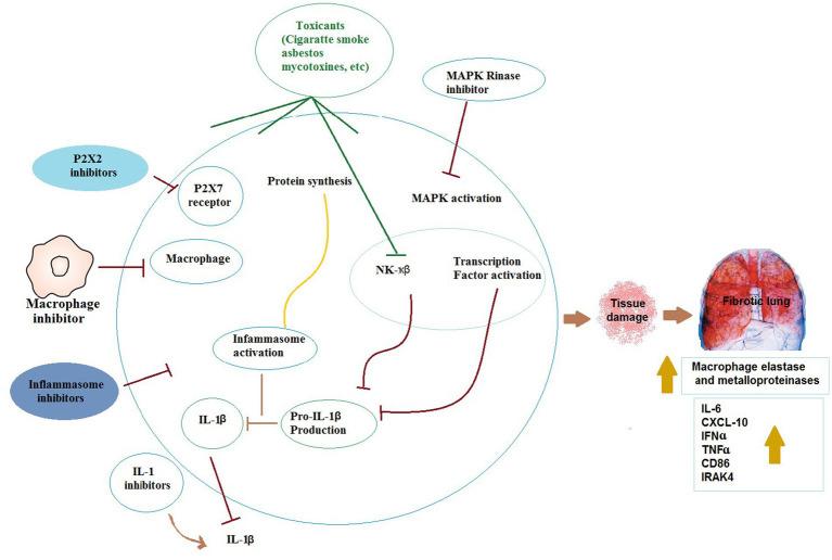 https://cdn.ncbi.nlm.nih.gov/pmc/blobs/a786/10881831/3df1843e6e26/fmed-11-1310040-g004.jpg