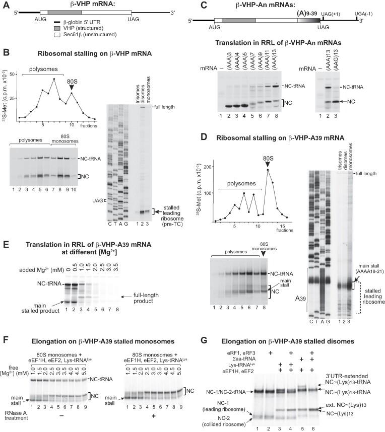 https://cdn.ncbi.nlm.nih.gov/pmc/blobs/a788/11077048/af8c01105a41/gkae087fig2.jpg