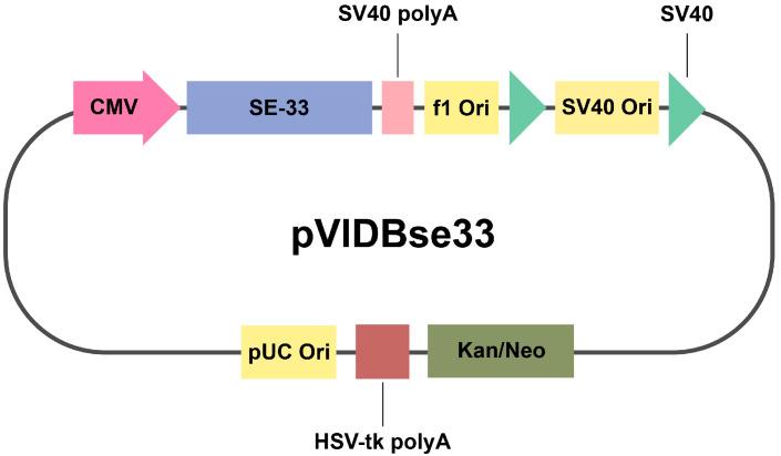 https://cdn.ncbi.nlm.nih.gov/pmc/blobs/a78b/11898551/105e7c352d0f/cells-14-00341-g001.jpg