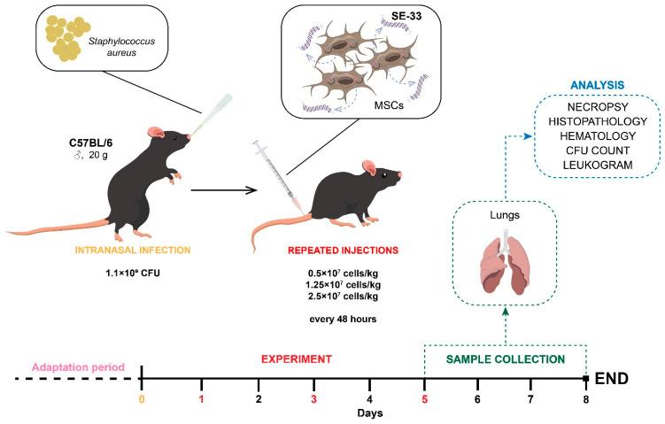 https://cdn.ncbi.nlm.nih.gov/pmc/blobs/a78b/11898551/a896d0b48d05/cells-14-00341-g003.jpg