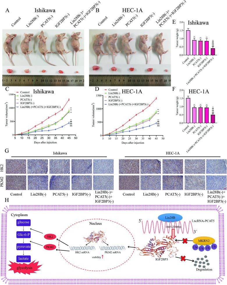 https://cdn.ncbi.nlm.nih.gov/pmc/blobs/a791/10987620/1f174ed4abc4/41419_2024_6564_Fig7_HTML.jpg