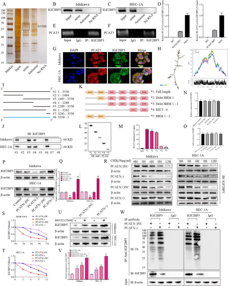 https://cdn.ncbi.nlm.nih.gov/pmc/blobs/a791/10987620/2ab7e1143d38/41419_2024_6564_Fig4_HTML.jpg