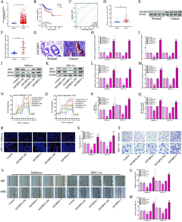 https://cdn.ncbi.nlm.nih.gov/pmc/blobs/a791/10987620/75093c392fd6/41419_2024_6564_Fig6_HTML.jpg