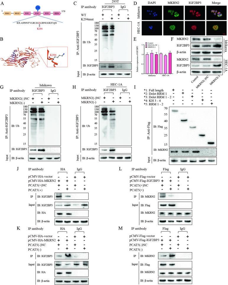https://cdn.ncbi.nlm.nih.gov/pmc/blobs/a791/10987620/bff268440c32/41419_2024_6564_Fig5_HTML.jpg