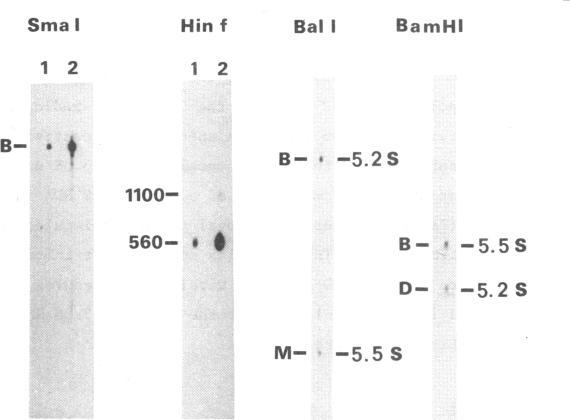 https://cdn.ncbi.nlm.nih.gov/pmc/blobs/a791/341972/79f8d84232e7/nar00462-0216-a.jpg