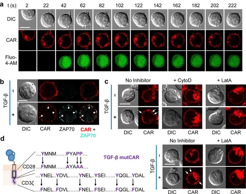 https://cdn.ncbi.nlm.nih.gov/pmc/blobs/a792/6035732/ff0b56095105/nihms-927211-f0005.jpg