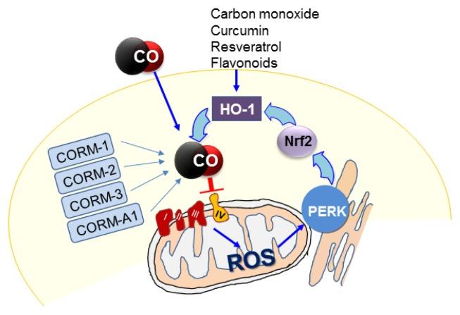 https://cdn.ncbi.nlm.nih.gov/pmc/blobs/a794/6530647/a617b4ebc846/ksmcb-42-292f3.jpg