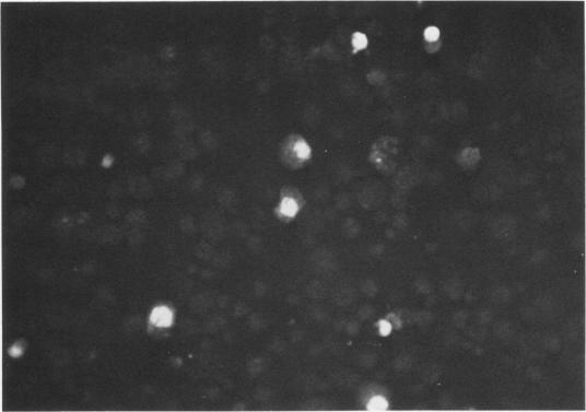 https://cdn.ncbi.nlm.nih.gov/pmc/blobs/a79d/414548/35a5eeb50776/iai00189-0231-a.jpg