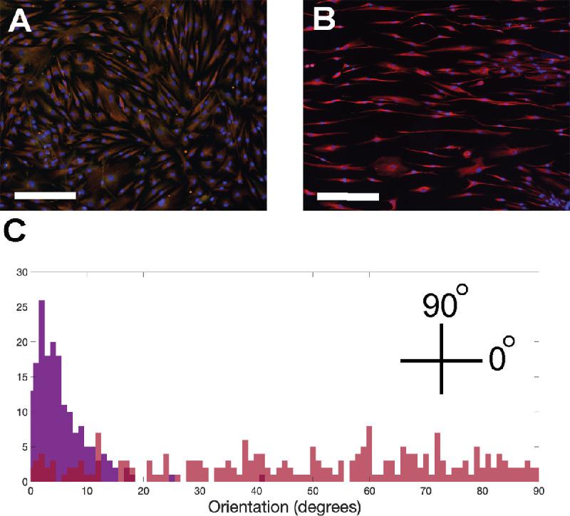 https://cdn.ncbi.nlm.nih.gov/pmc/blobs/a79e/7846956/7afd72a36b7e/iovs-62-1-27-f006.jpg