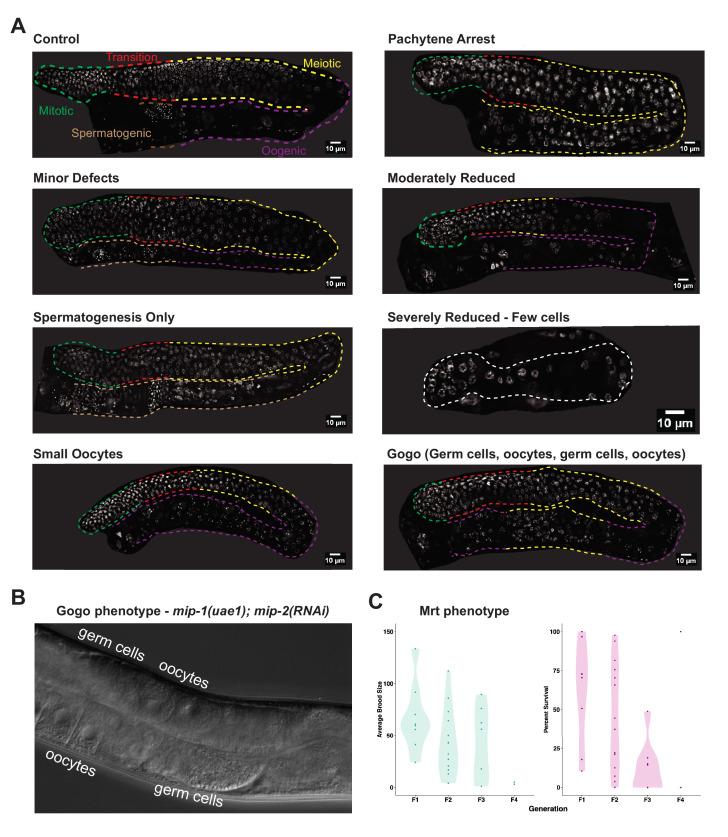 https://cdn.ncbi.nlm.nih.gov/pmc/blobs/a79f/8331183/7057f7b902a7/elife-60833-fig2-figsupp2.jpg