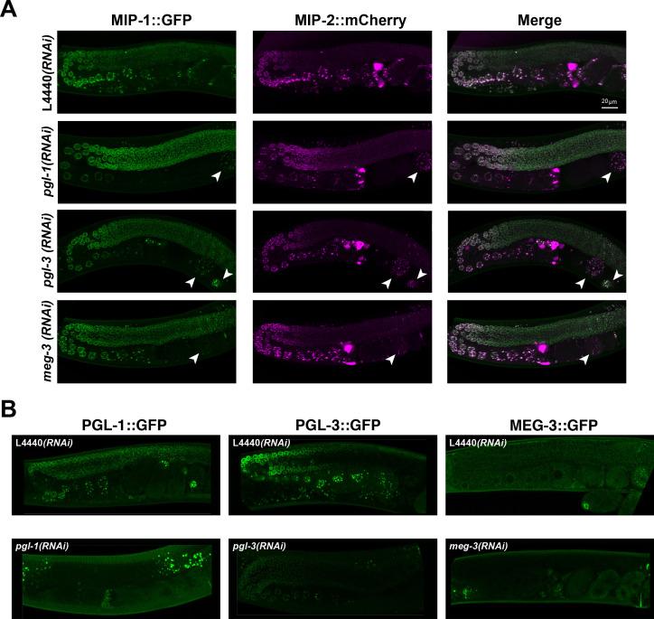 https://cdn.ncbi.nlm.nih.gov/pmc/blobs/a79f/8331183/77885bdef6a3/elife-60833-fig5-figsupp1.jpg