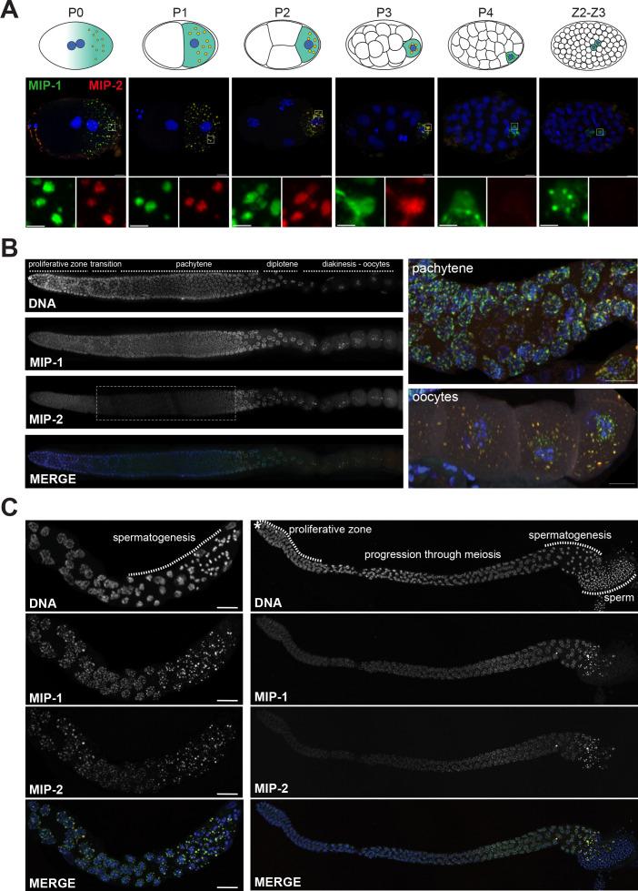 https://cdn.ncbi.nlm.nih.gov/pmc/blobs/a79f/8331183/8ec445bc420a/elife-60833-fig3.jpg