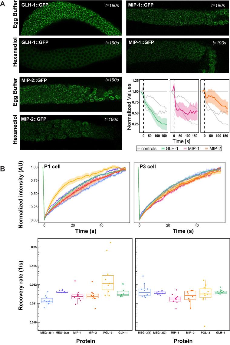 https://cdn.ncbi.nlm.nih.gov/pmc/blobs/a79f/8331183/b7ae0c89105d/elife-60833-fig6.jpg