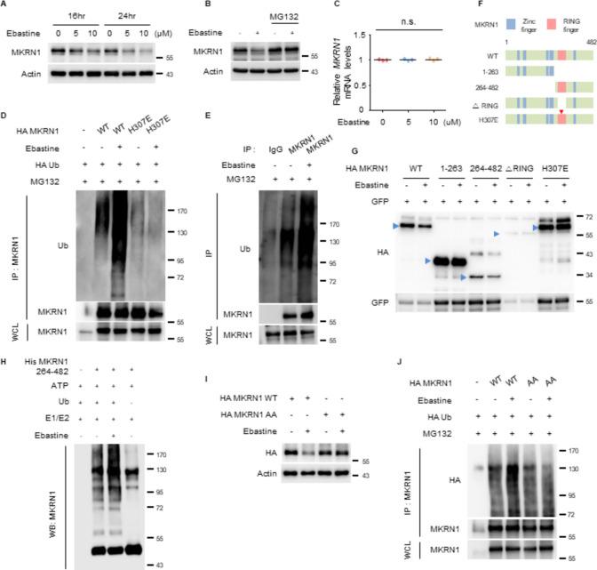 https://cdn.ncbi.nlm.nih.gov/pmc/blobs/a7a3/11785899/474f72289baa/18_2024_5535_Fig5_HTML.jpg